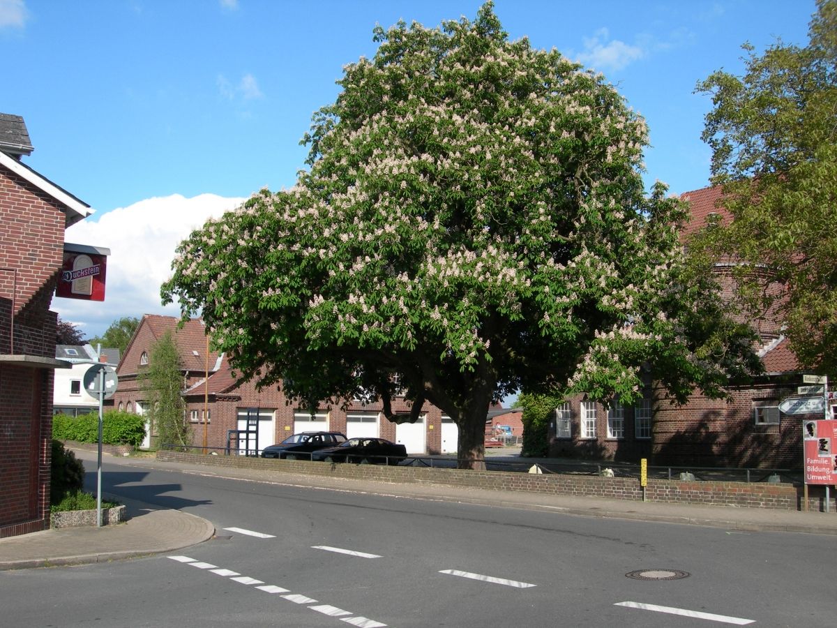 Blooming chestnut tree in the village