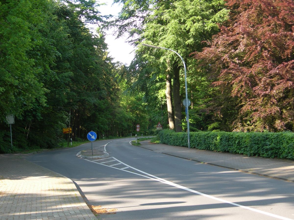 Winding road through the forest