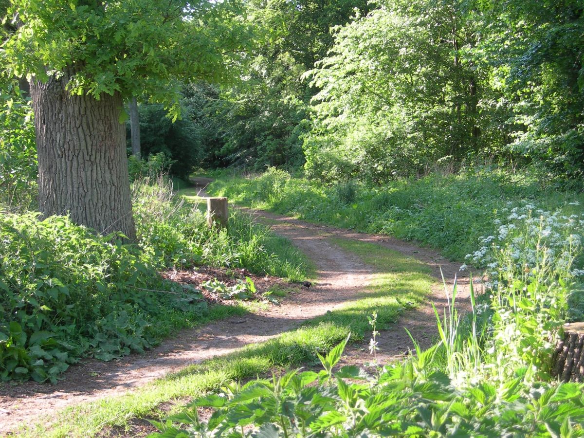 Forest path near Lägerdorf