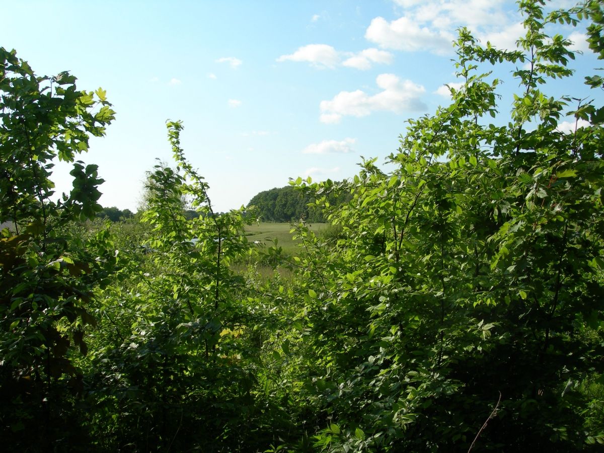 Green landscape with meadows