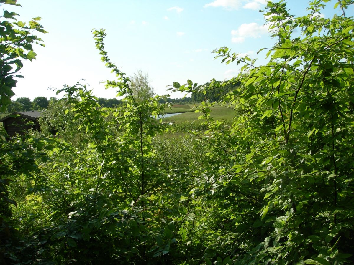 View through bushes to golf course